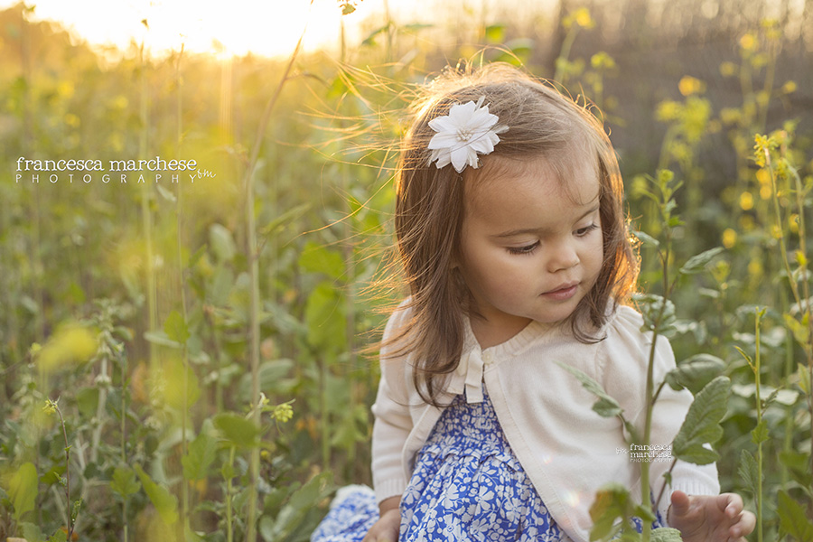 golden hour field of flowers - Francesca Marchese Photography